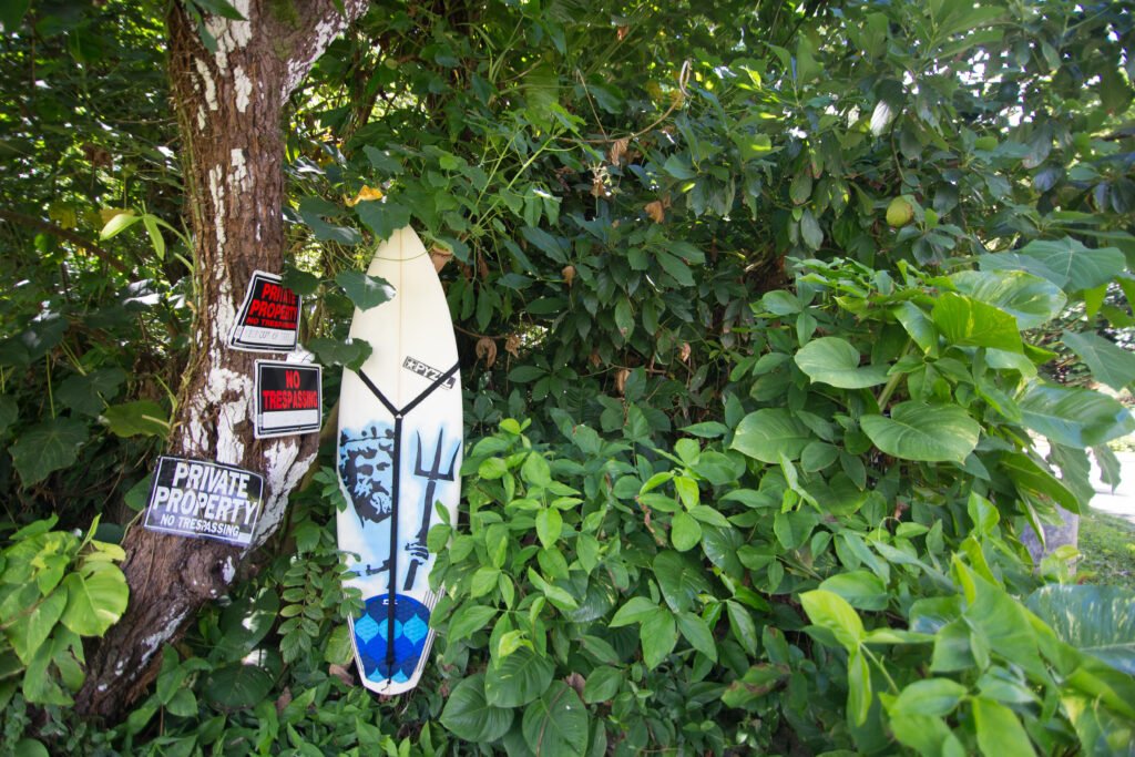 Hanging in the Mango tree Mango tree