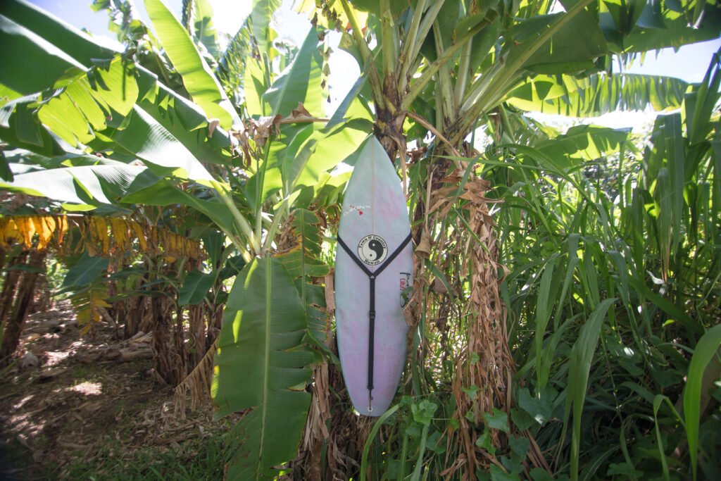 Hanging in the Banana tree One nail into a banana tree hangs it securely